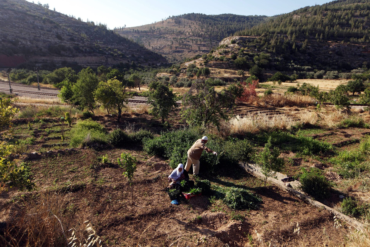 Palestinian Farming Why we need to care about Palestine – BDS Malaysia